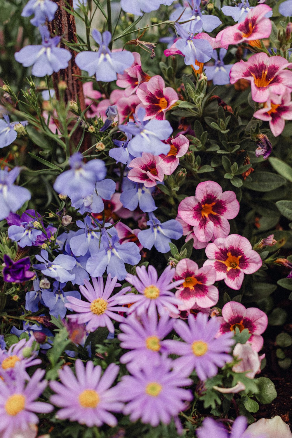 a bunch of purple and pink flowers in a garden