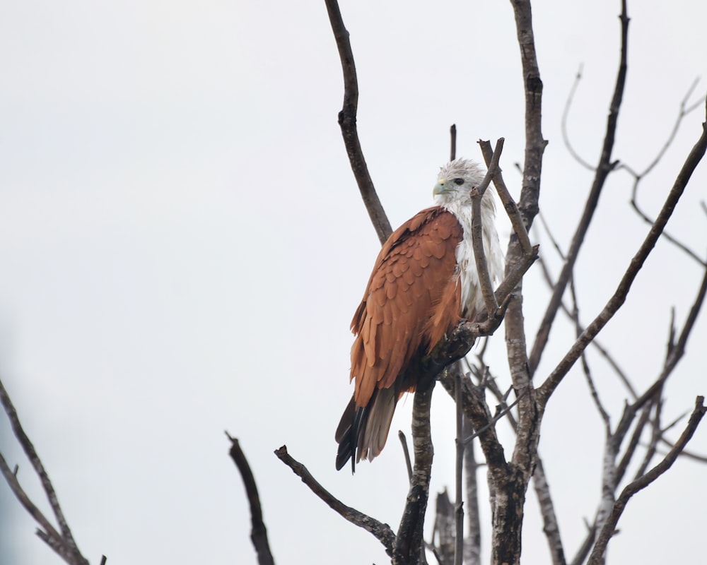 a brown and white bird sitting on top of a tree