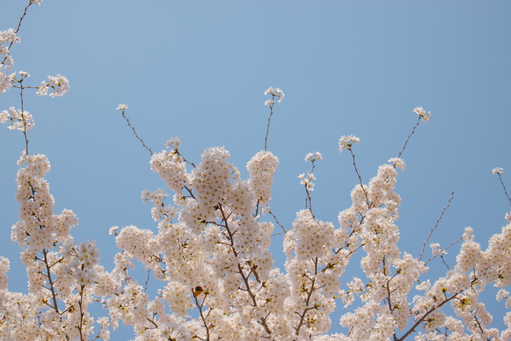 Un albero con fiori bianchi davanti a un cielo blu