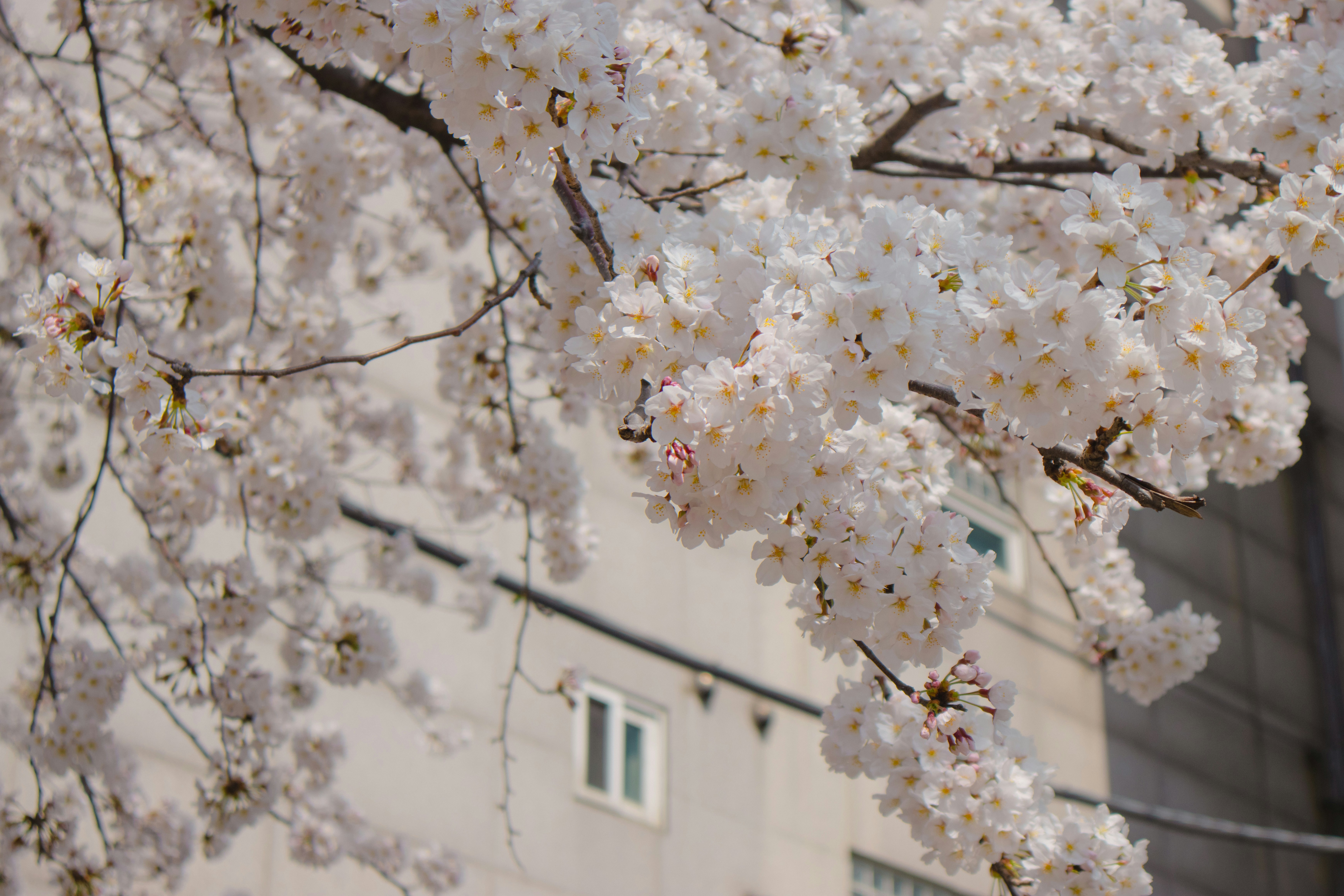 Photo by seoul_lover_lily