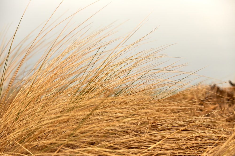 a close up of a grass field with a sky in the background