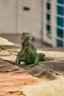 A green iguana appears to be resting on a rough surface, possibly a rooftop or pavement, with a building in the blurred background. The iguana's intricate scales and textured skin are visible, and it is posed with its head slightly turned, showing its side profile.