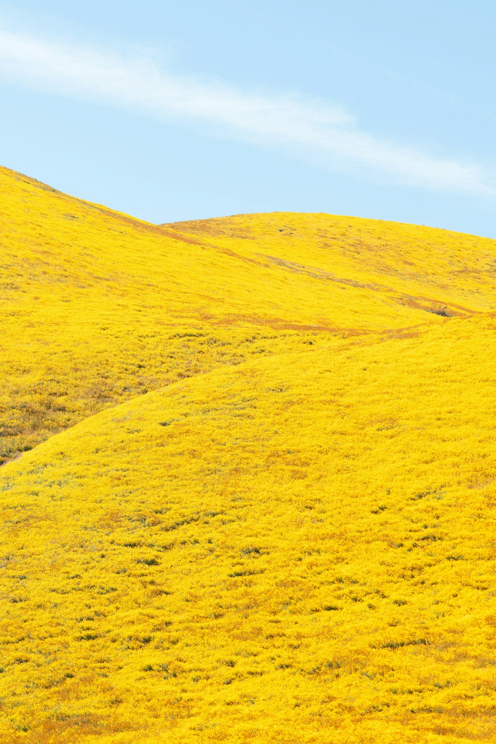 a lone cow standing in the middle of a yellow field