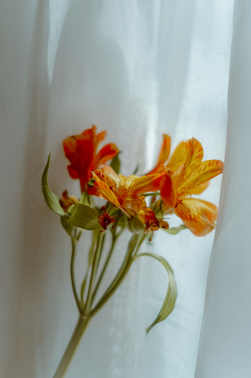 a bunch of flowers that are sitting in a vase