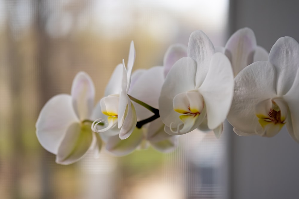 a close up of some white flowers in a vase