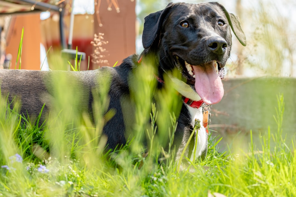 a black and white dog laying in the grass