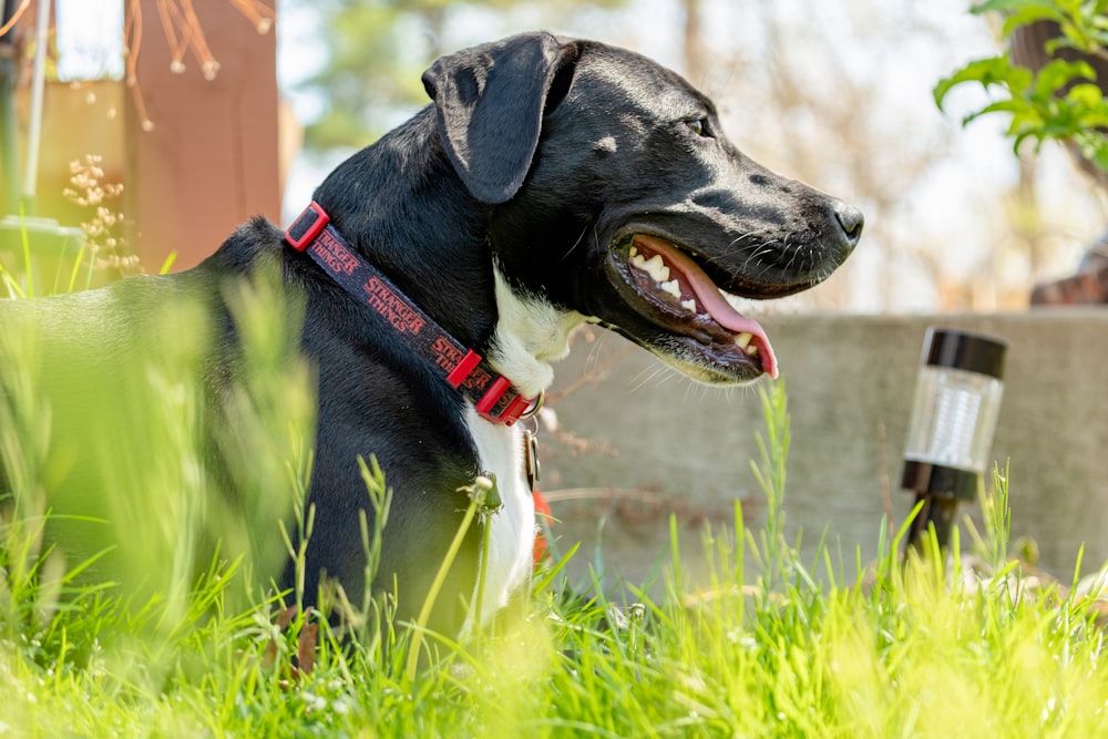 a black and white dog laying in the grass