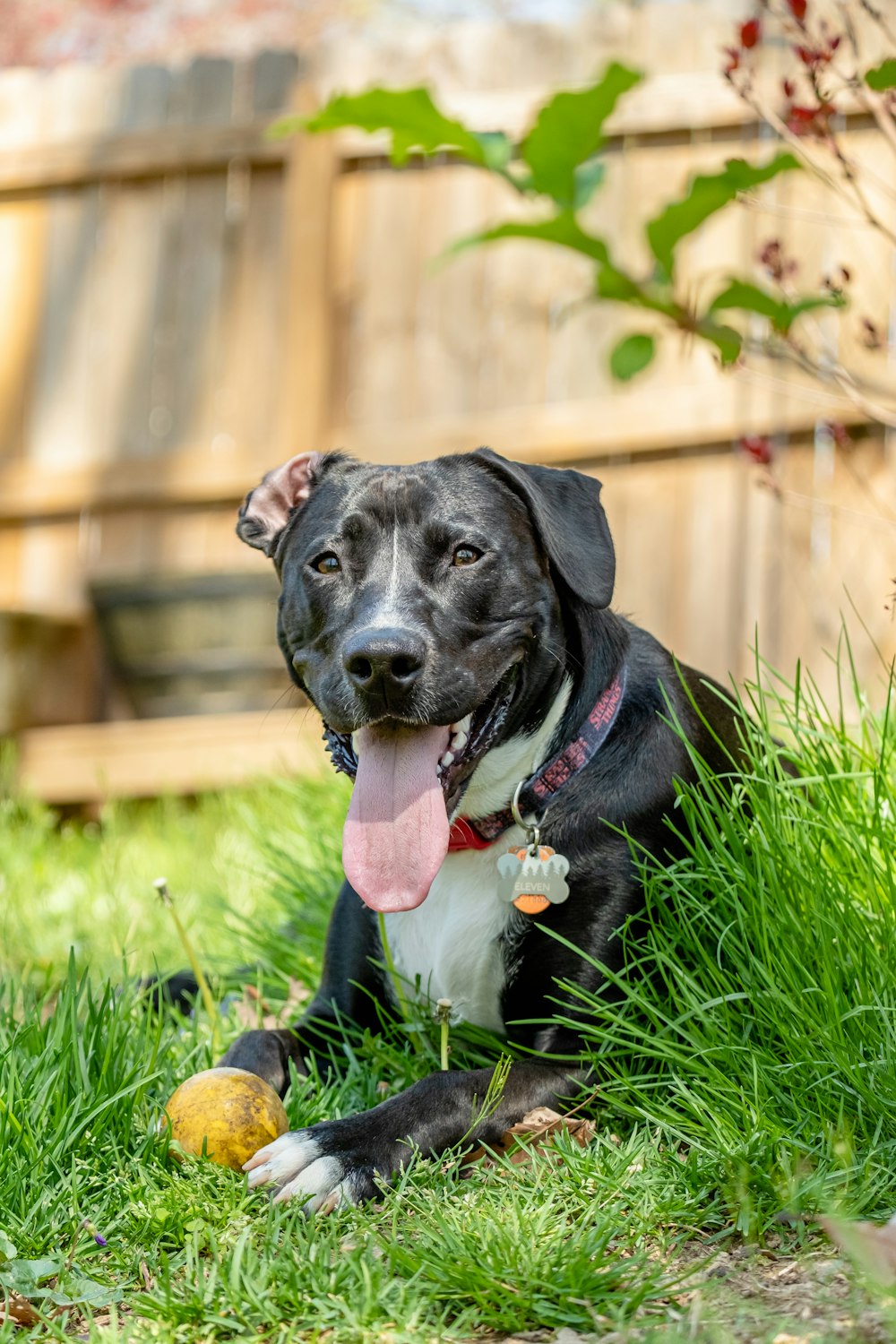 a black and white dog laying in the grass