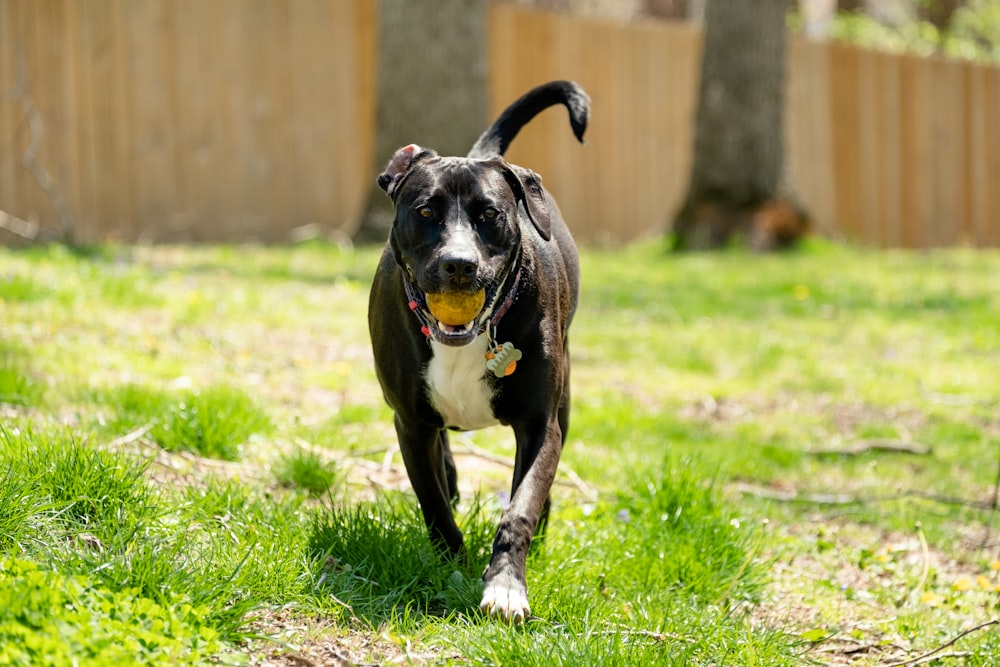 a black and white dog running in the grass