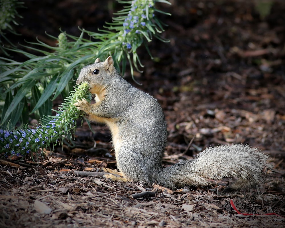 a squirrel eating a plant in the woods