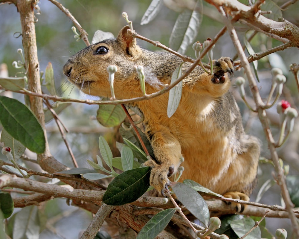 a squirrel is sitting in a tree eating leaves