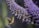 A hummingbird hovers mid-air while feeding from a dense cluster of small purple flowers. The bird's wings are a blur due to its rapid movement, and it is positioned against a soft, blurred background of green foliage.