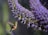 A hummingbird hovers mid-air while feeding from a dense cluster of small purple flowers. The bird's wings are a blur due to its rapid movement, and it is positioned against a soft, blurred background of green foliage.