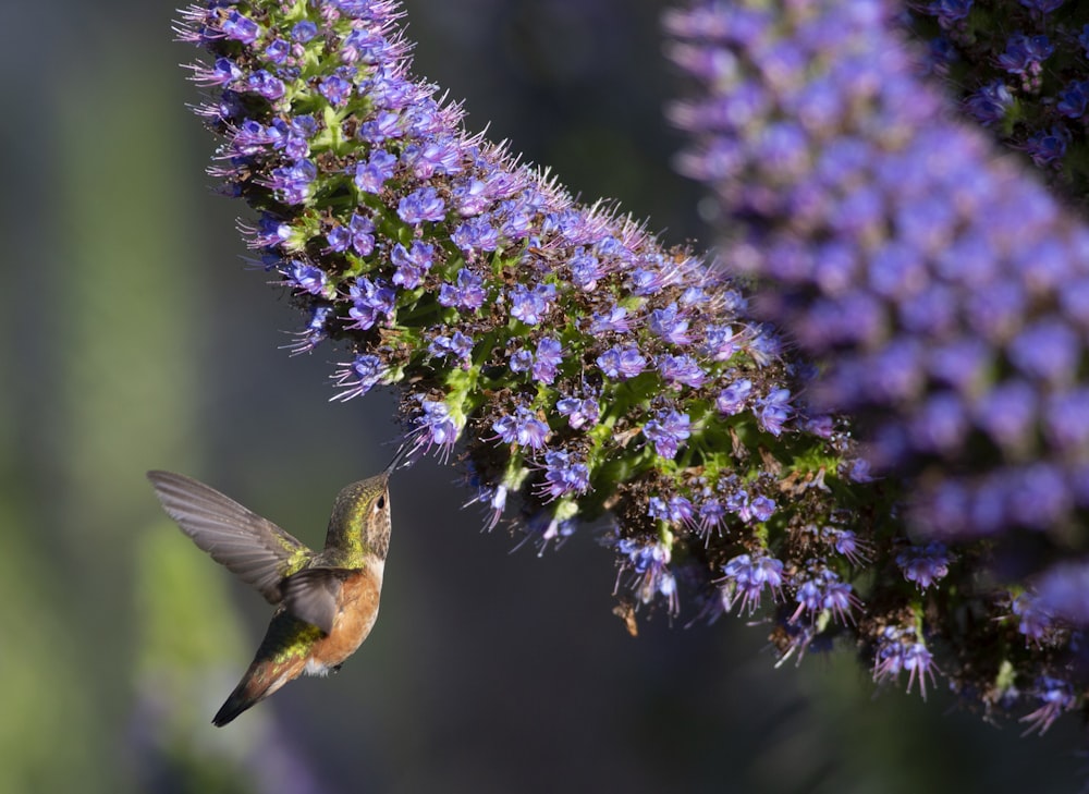 a hummingbird hovering near a purple flower