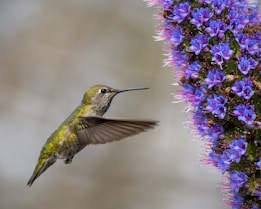 a hummingbird hovering near a purple flower