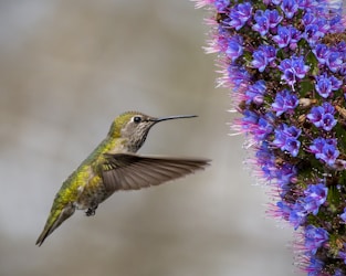 a hummingbird hovering near a purple flower