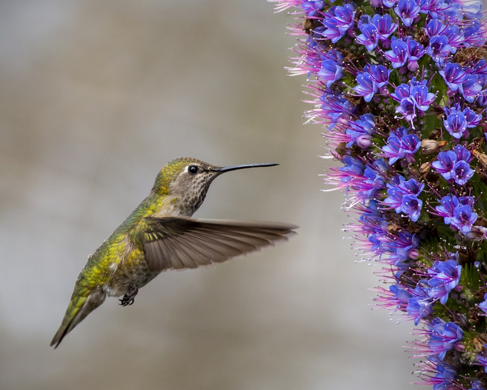a hummingbird hovering near a purple flower