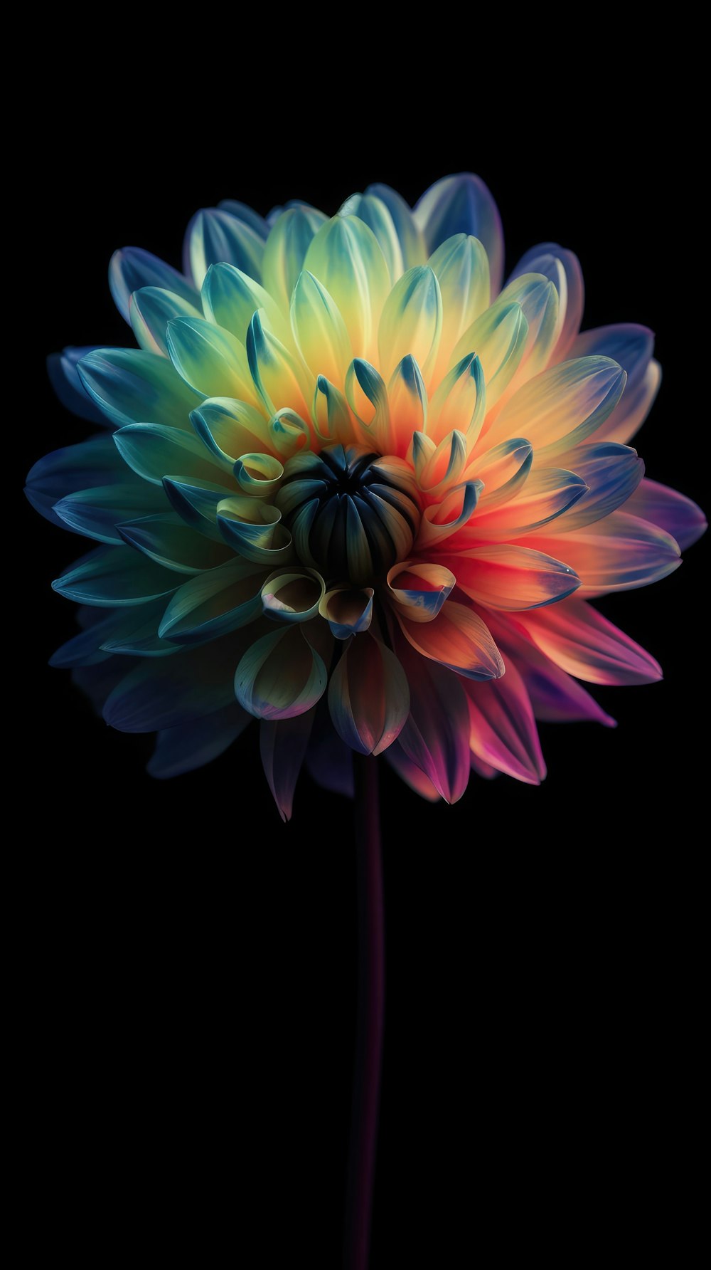 a colorful flower on a black background