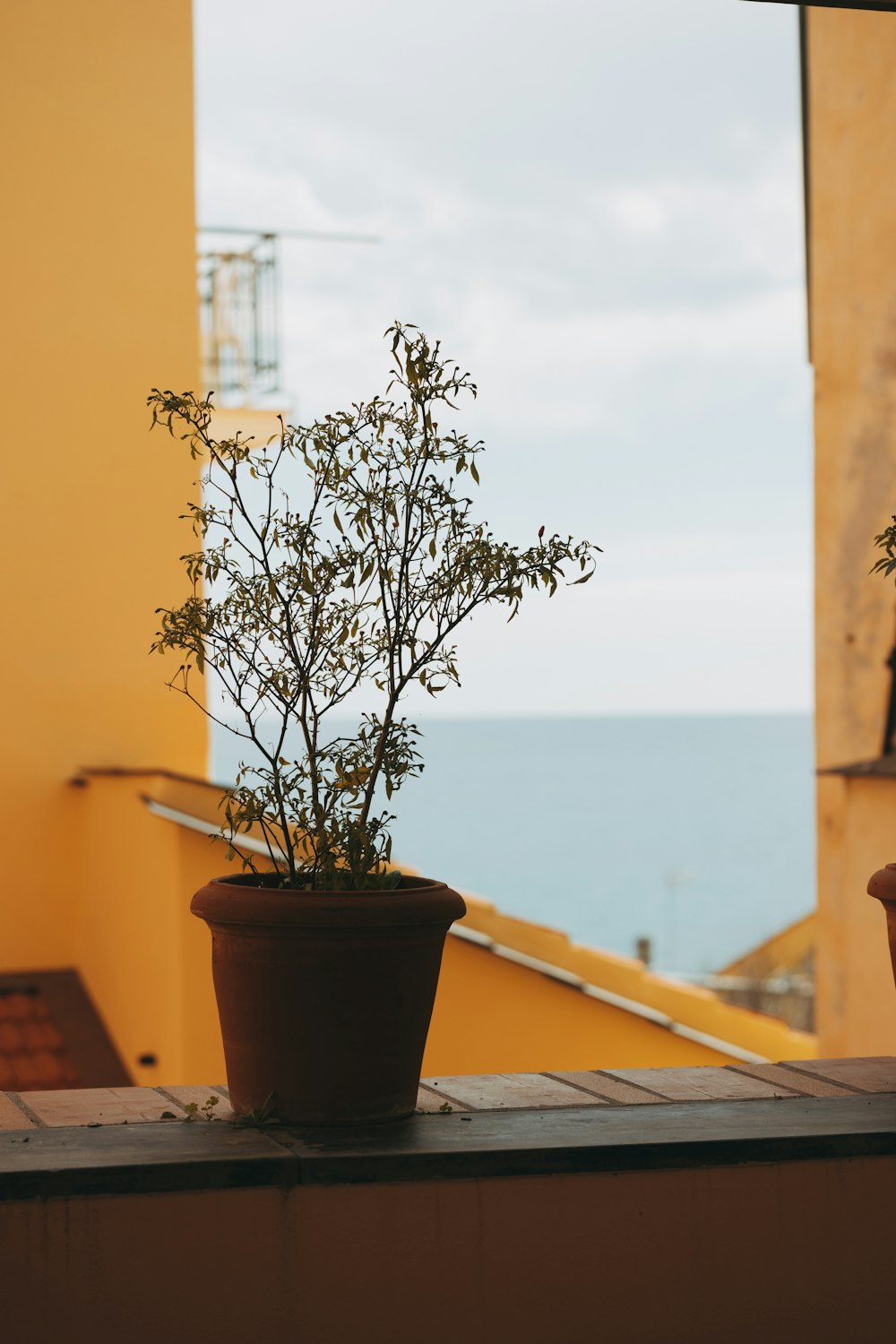 a potted plant sitting on top of a wooden table