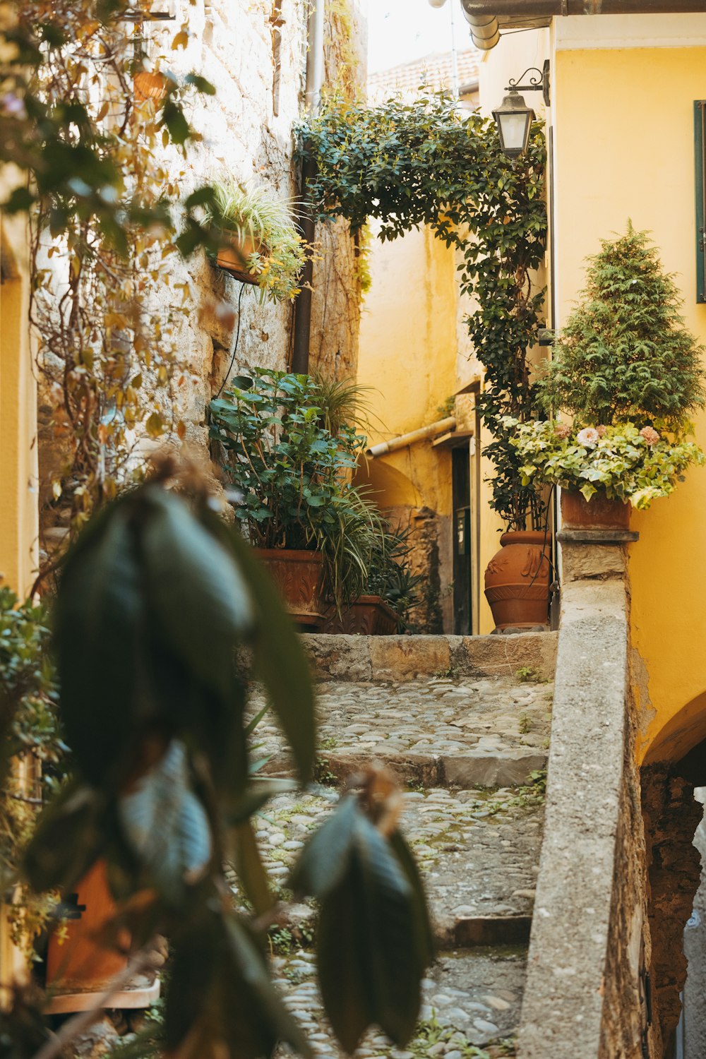 a narrow alleyway with potted plants on either side