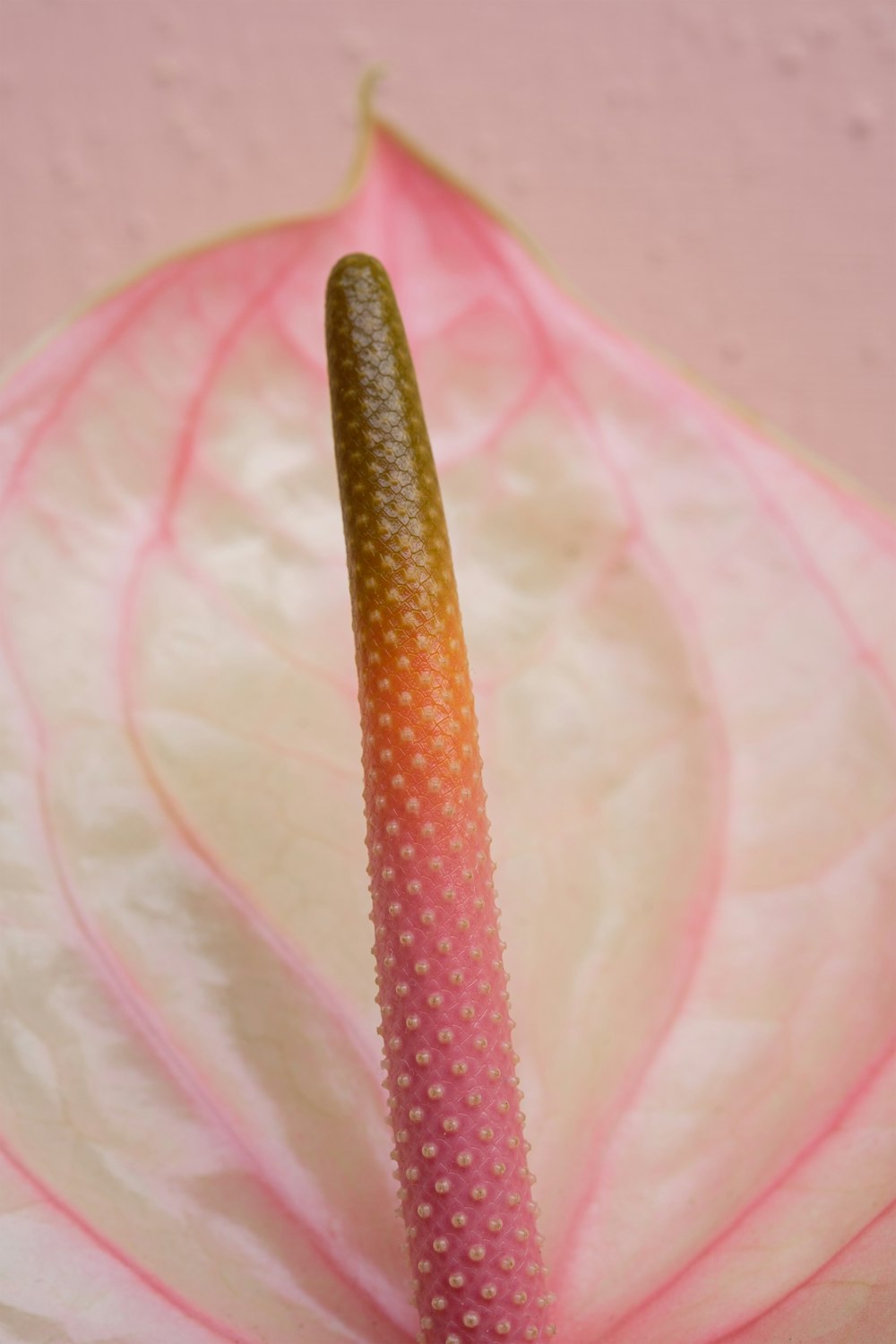 a close up of a pink and yellow flower