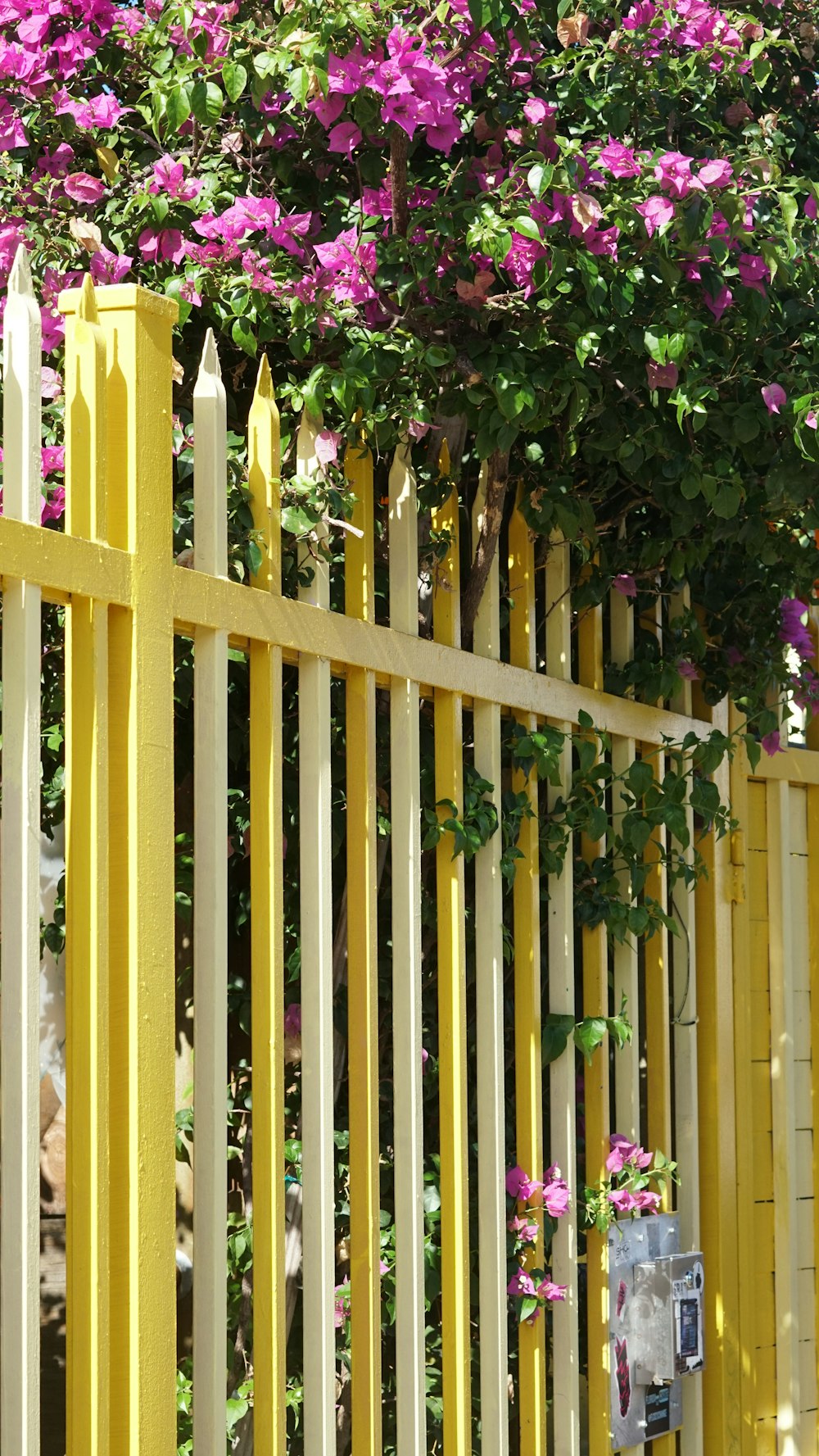 a yellow fence with purple flowers growing over it