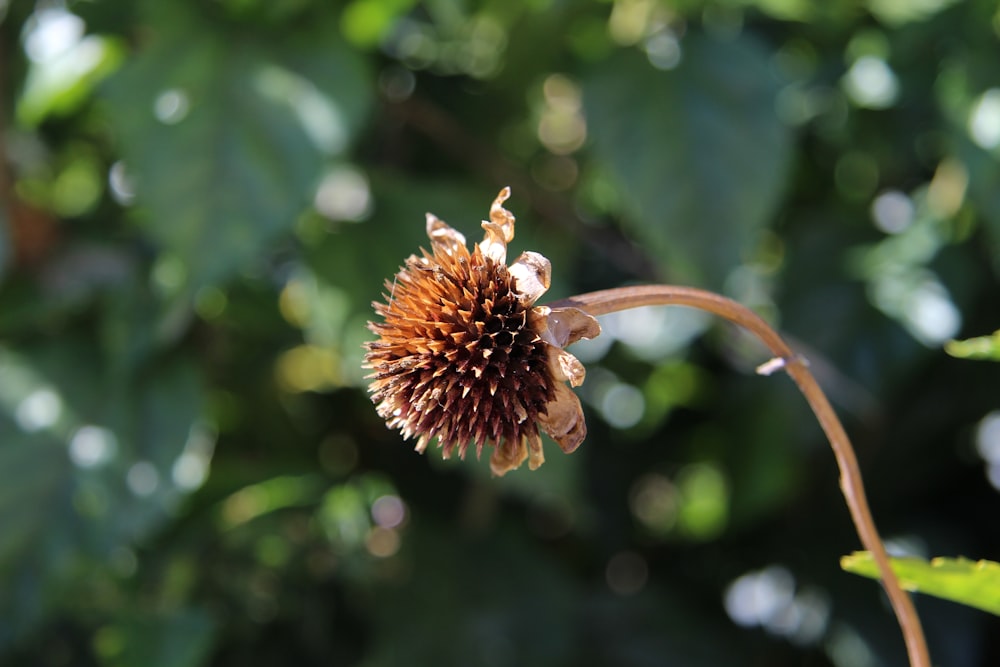 a close up of a flower on a plant