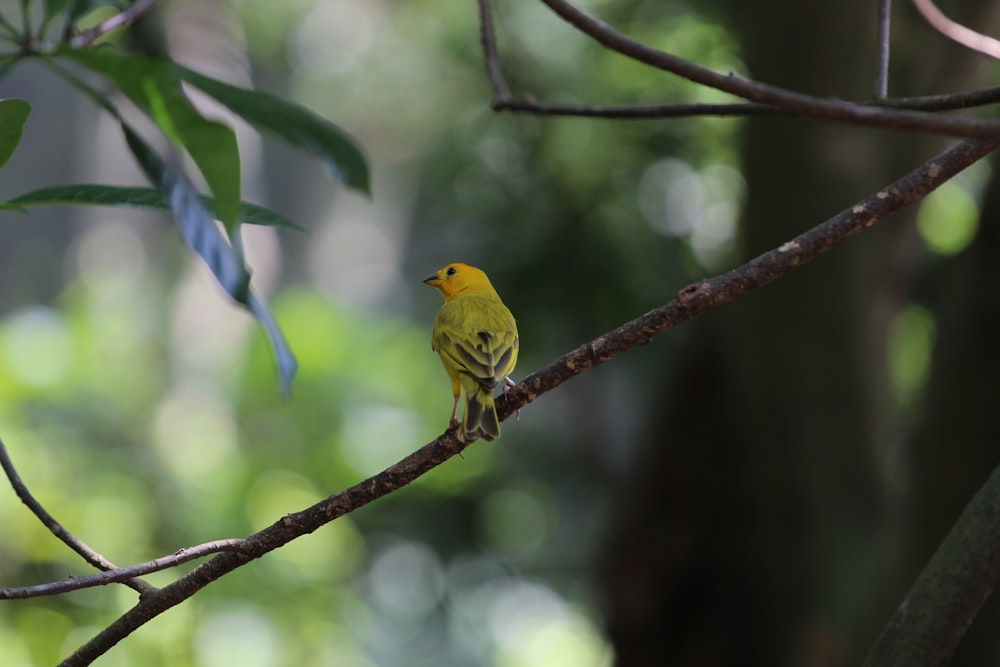 a small yellow bird perched on a tree branch