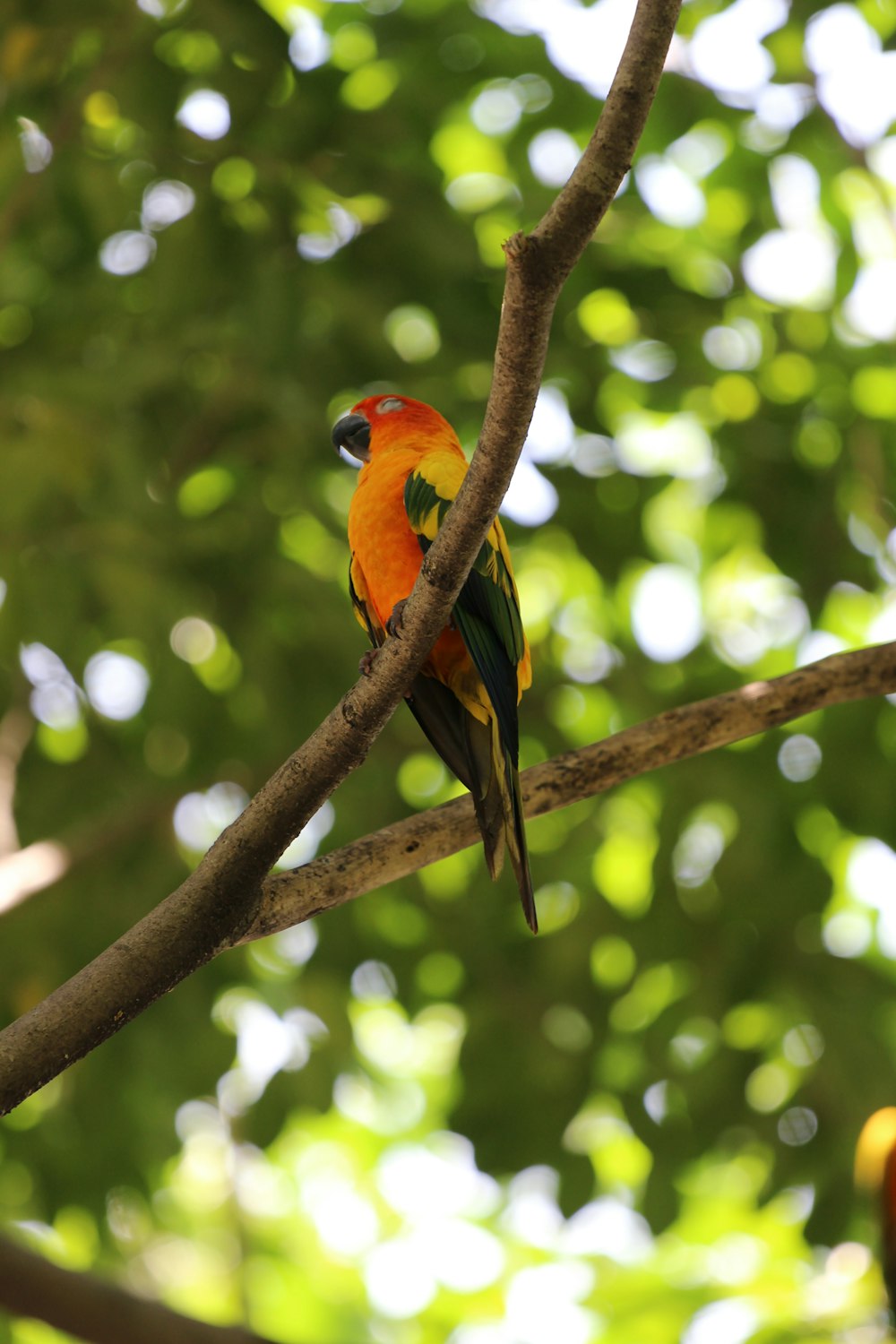 a colorful bird perched on a tree branch