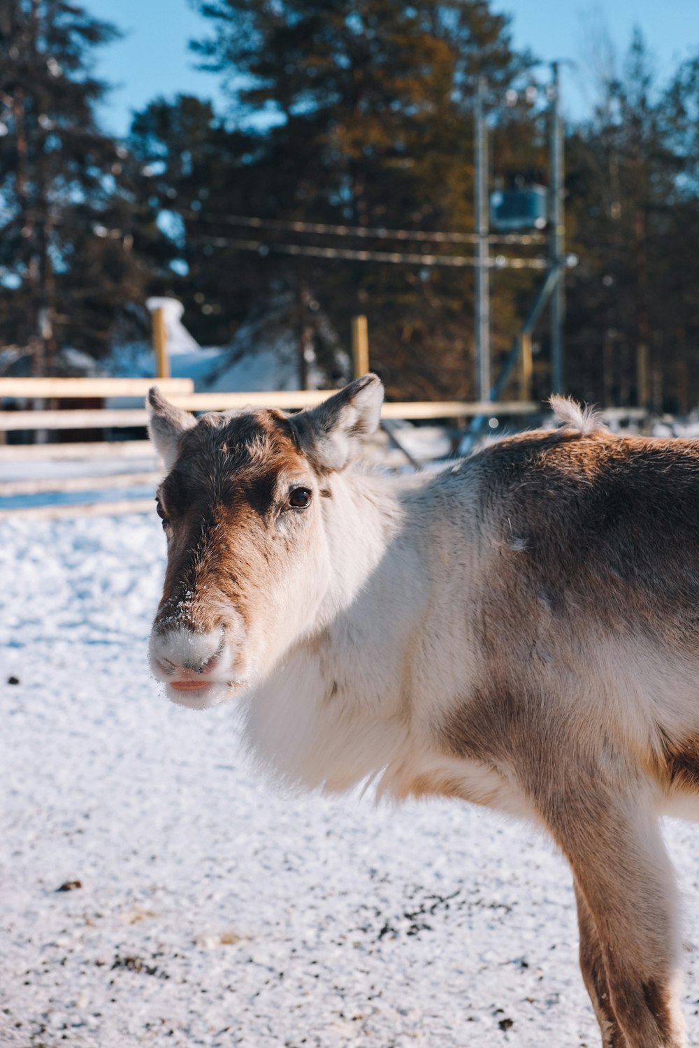 a brown and white goat standing in the snow