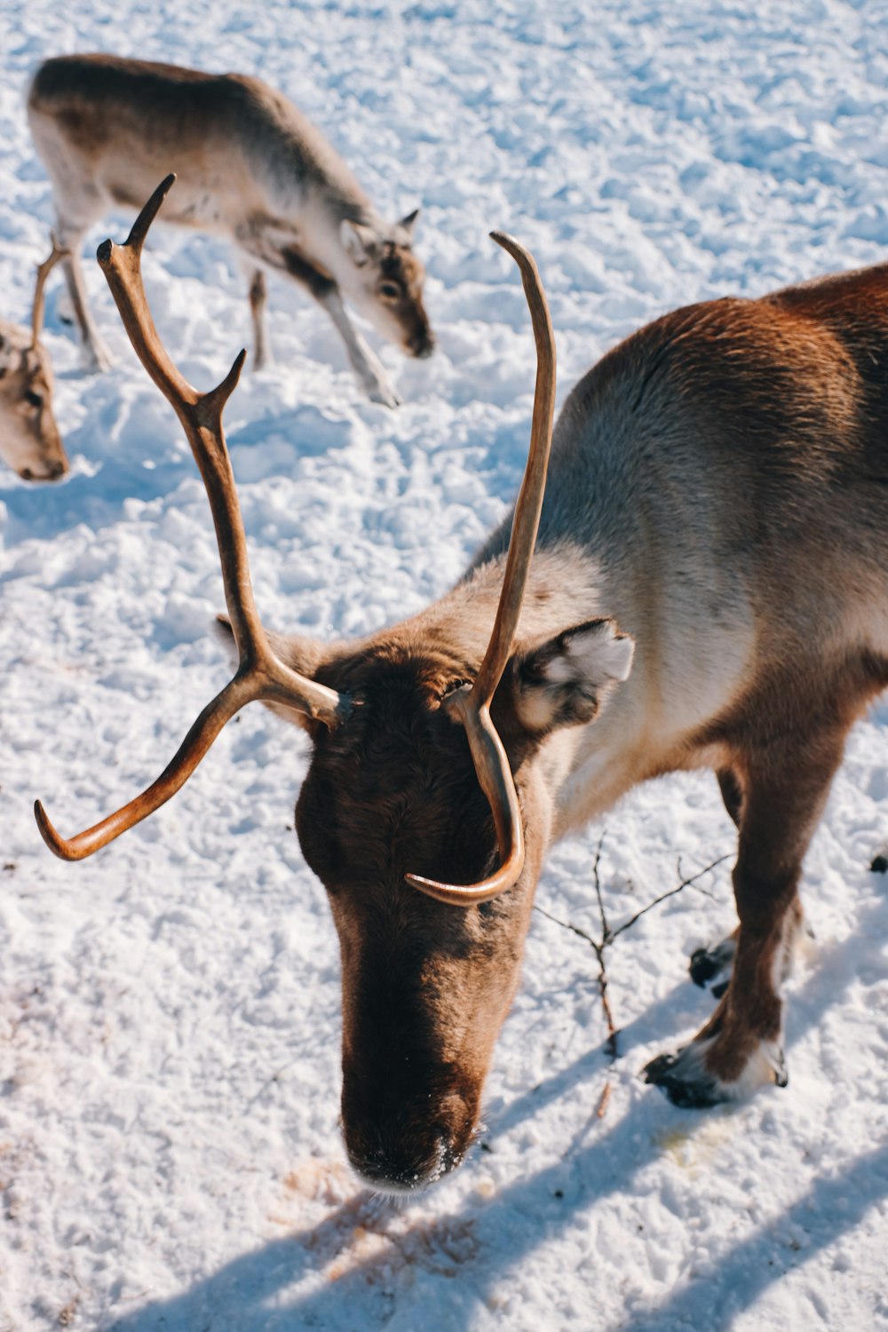a reindeer with large horns standing in the snow