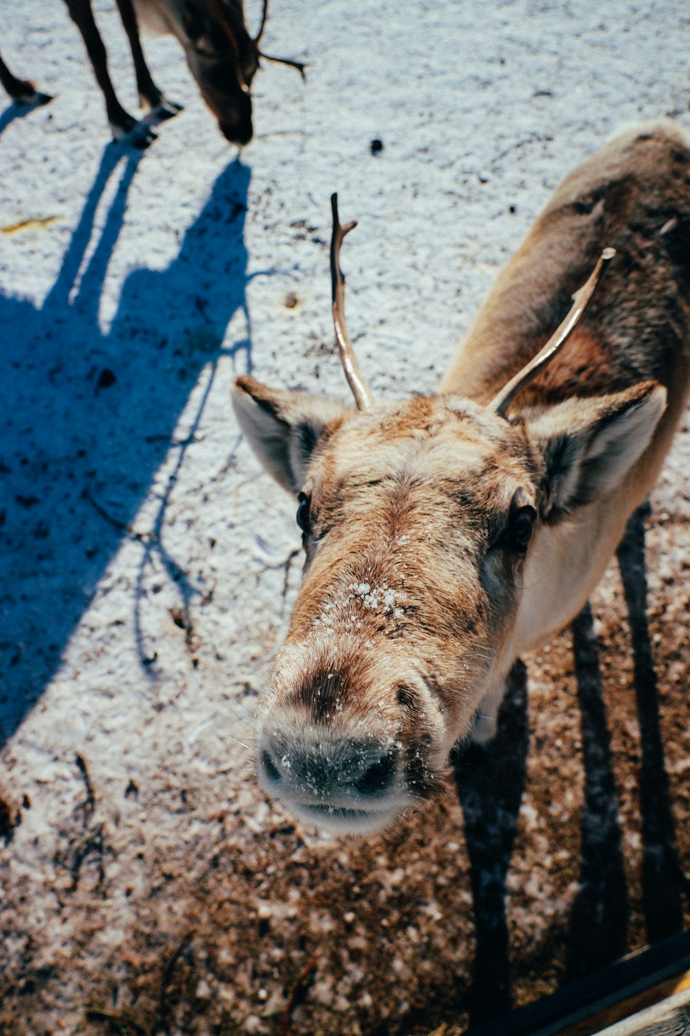 a close up of a deer in the snow