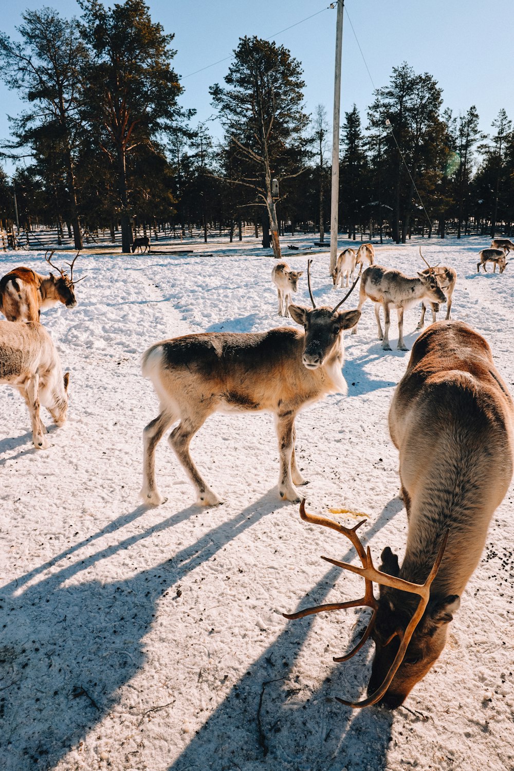 a herd of reindeer standing on top of a snow covered field