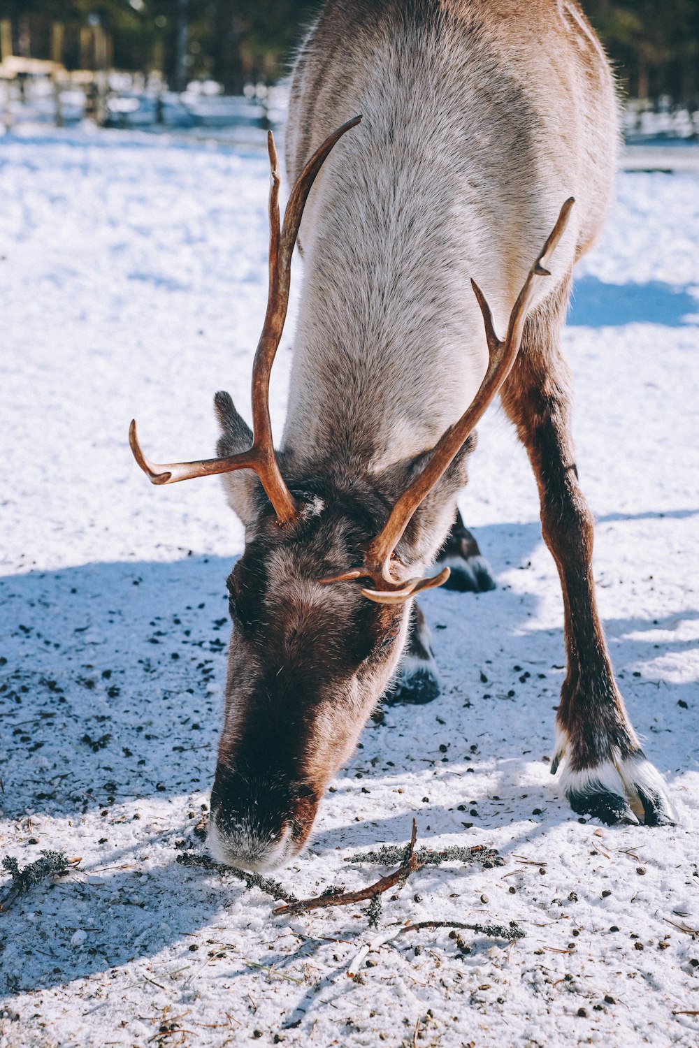 a reindeer grazing in the snow on a sunny day
