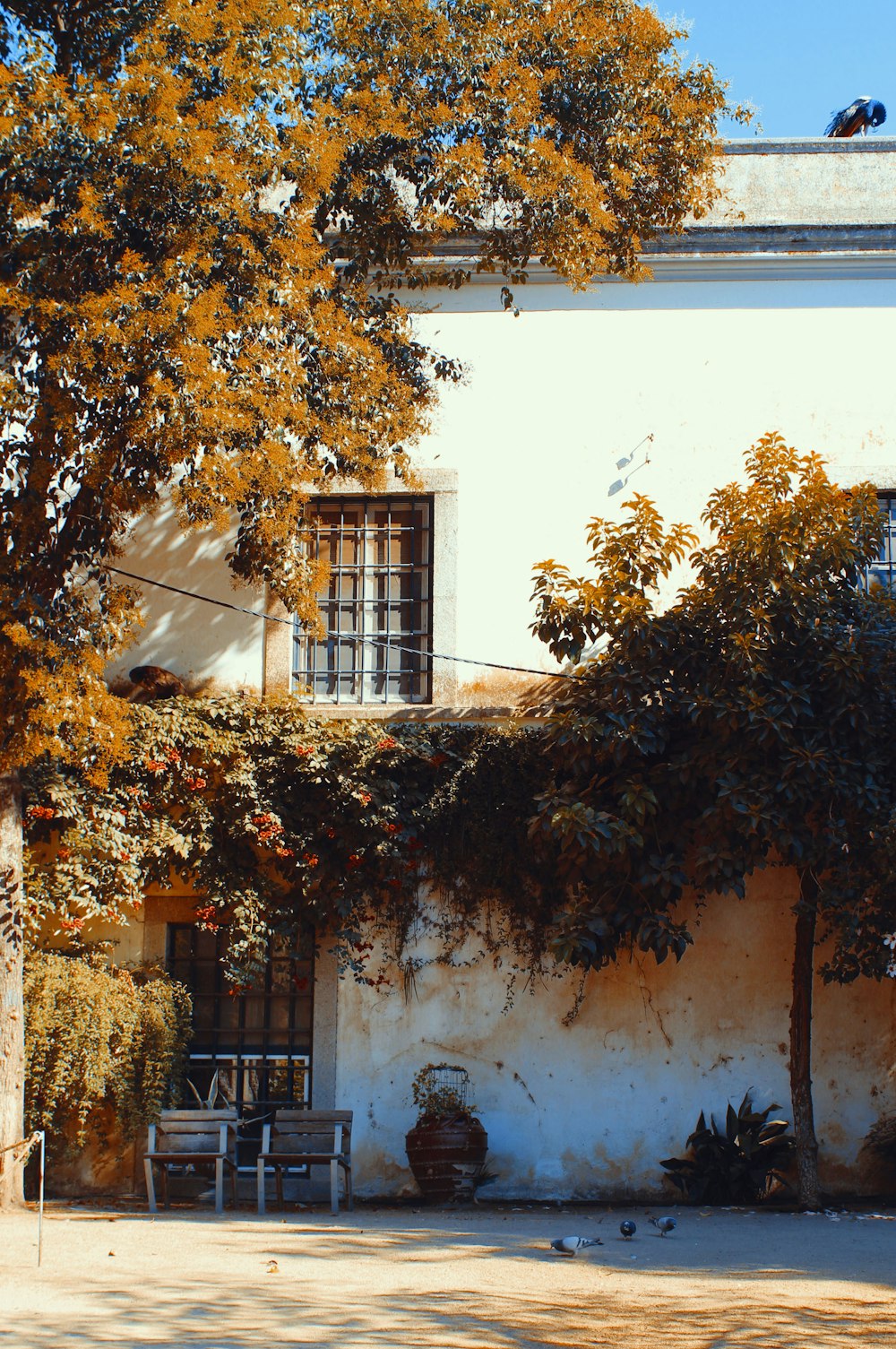 a white building with a tree in front of it