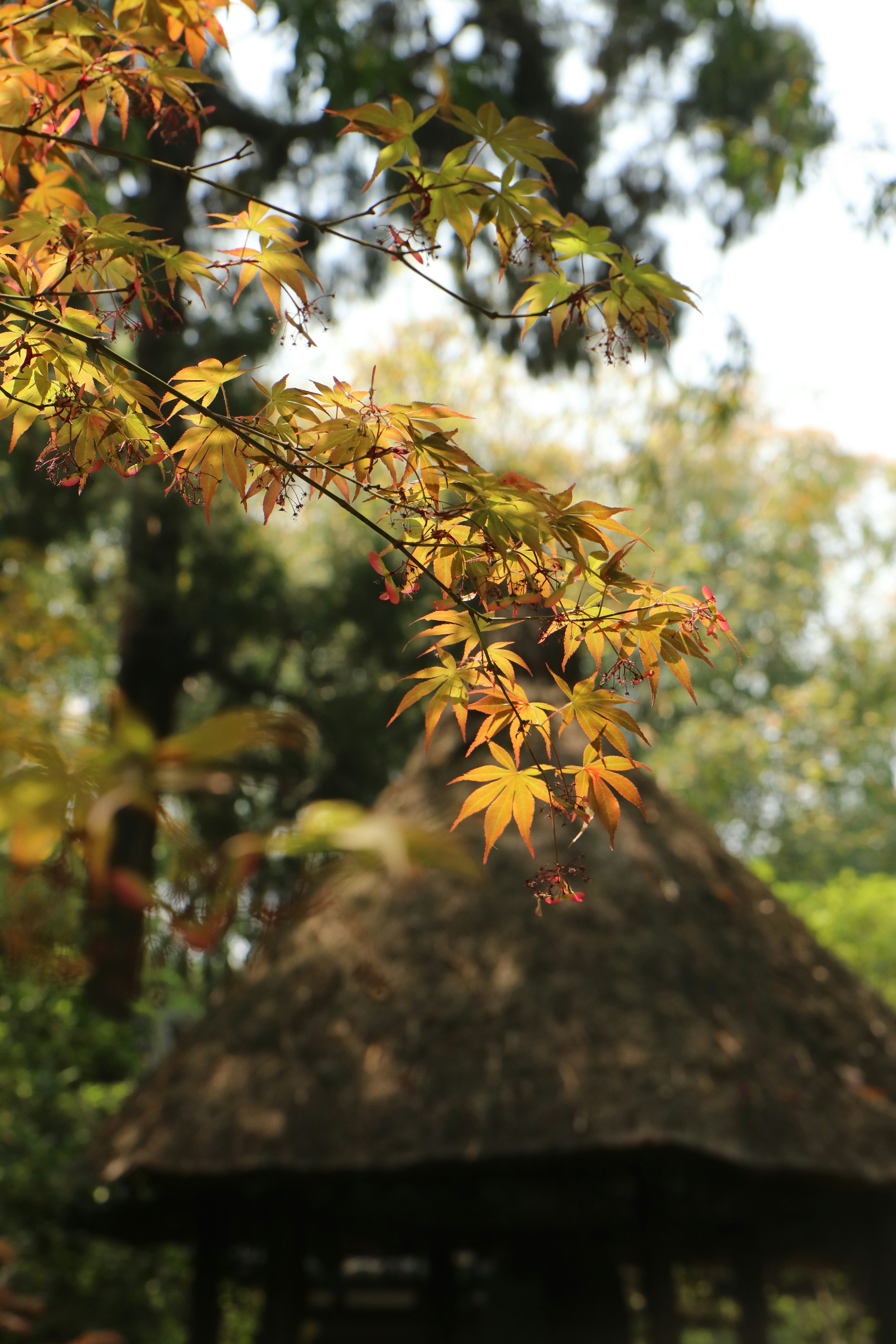 a gazebo with a thatched roof in the woods