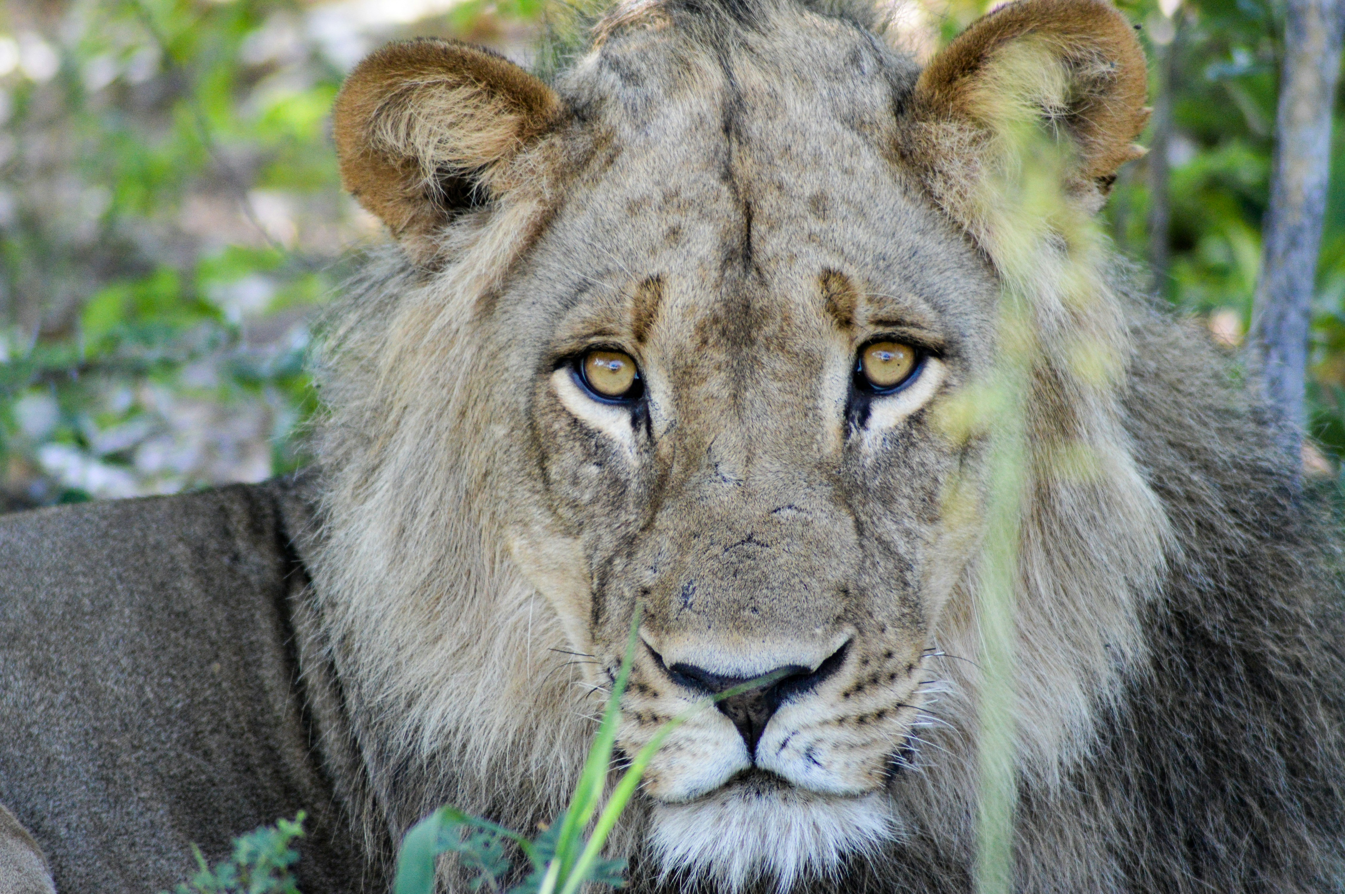 a close up of a lion laying in the grass