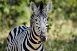 A zebra with distinct black and white stripes is standing in a lush, green environment. Its ears are perked up, and it is facing the camera. The background is slightly blurred, emphasizing the zebra as the central focus.