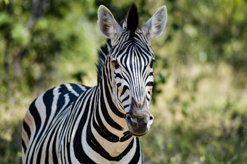 A zebra with distinct black and white stripes is standing in a lush, green environment. Its ears are perked up, and it is facing the camera. The background is slightly blurred, emphasizing the zebra as the central focus.