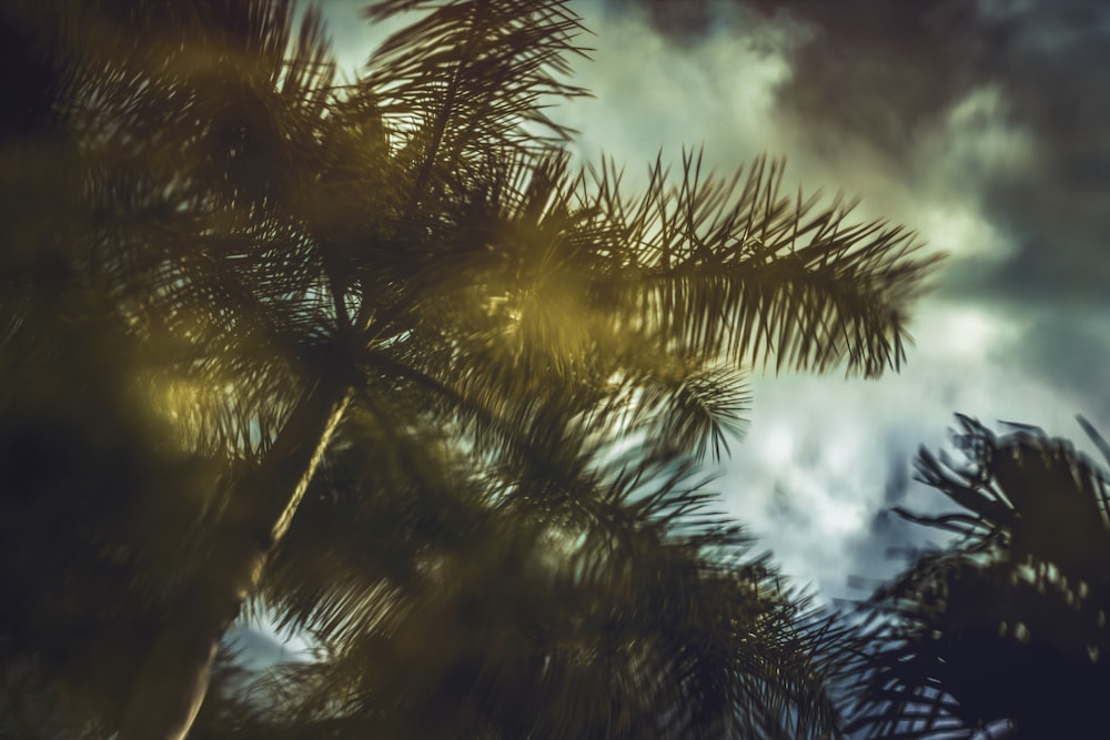 a pine tree with a cloudy sky in the background