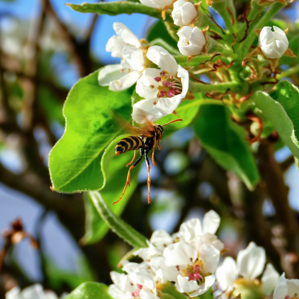 a bee is sitting on a branch of a tree