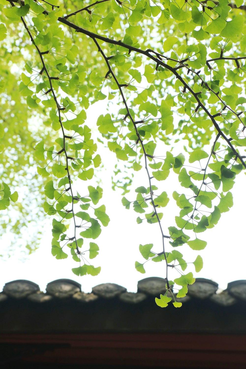 green leaves hang from the branches of a tree