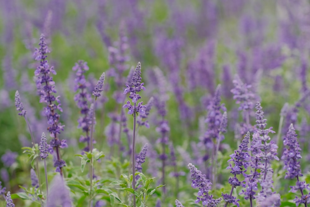 a field of purple flowers with green leaves