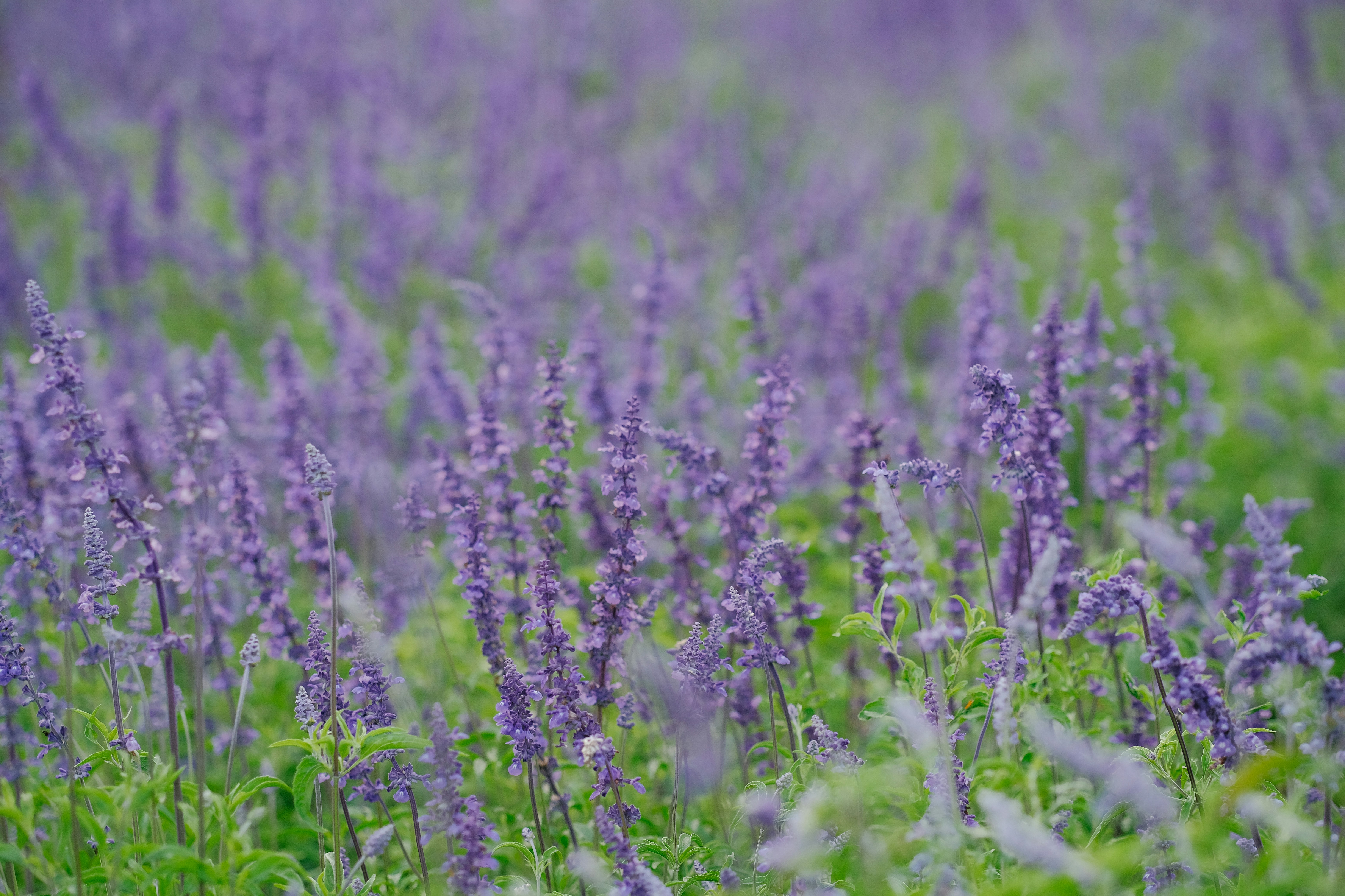 Photo by nguyentrungnguyen