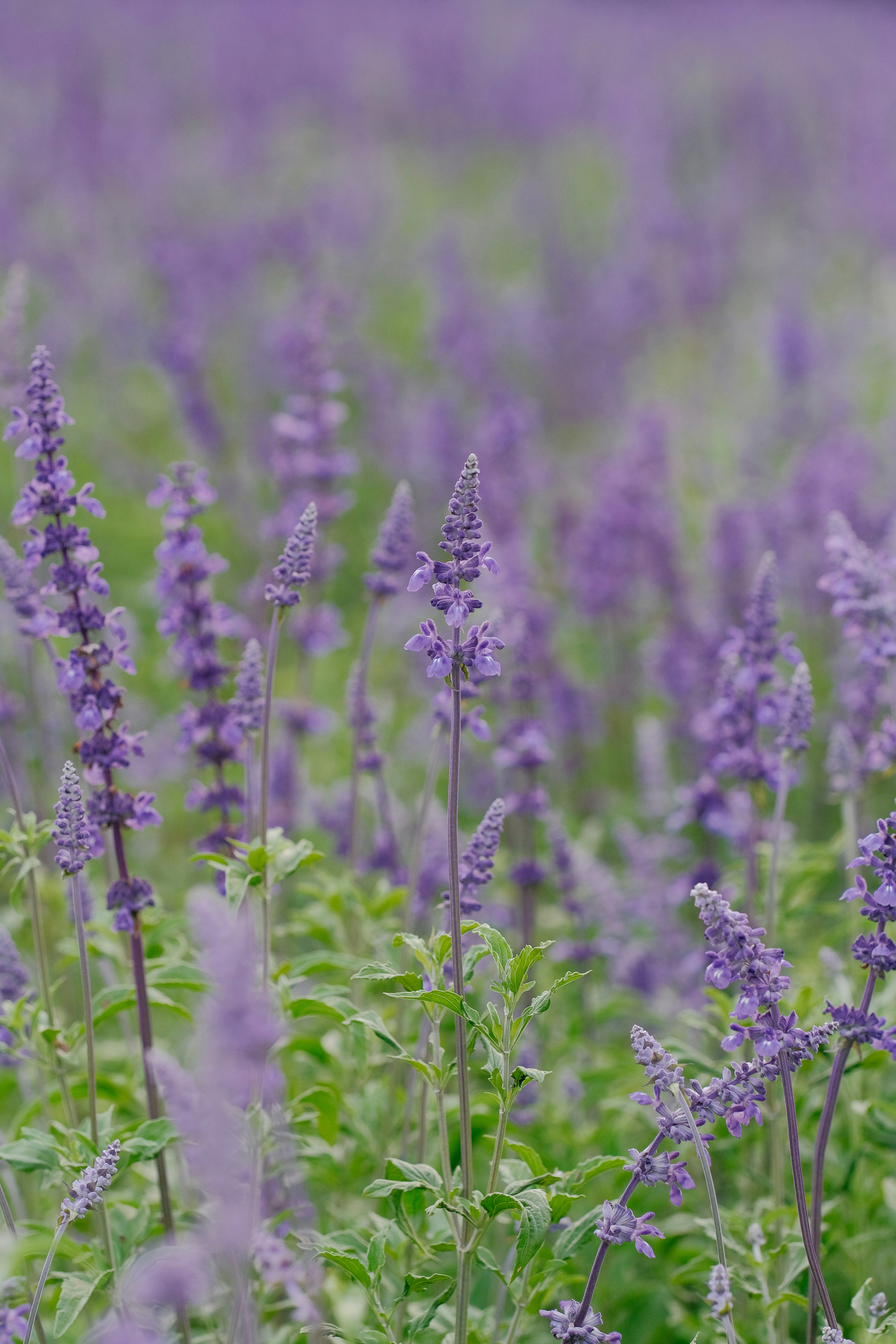 Photo by nguyentrungnguyen