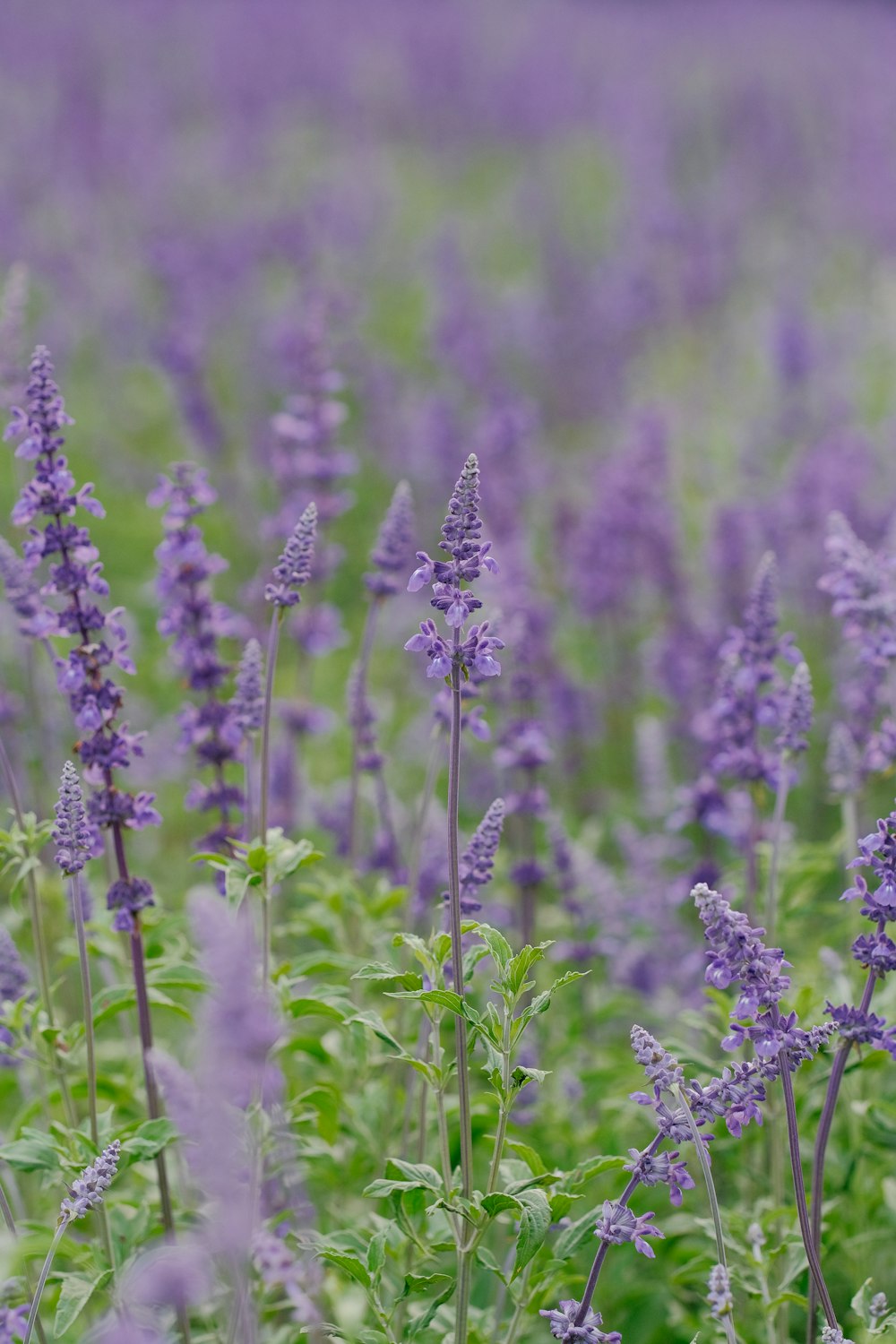 a field full of purple flowers next to a forest