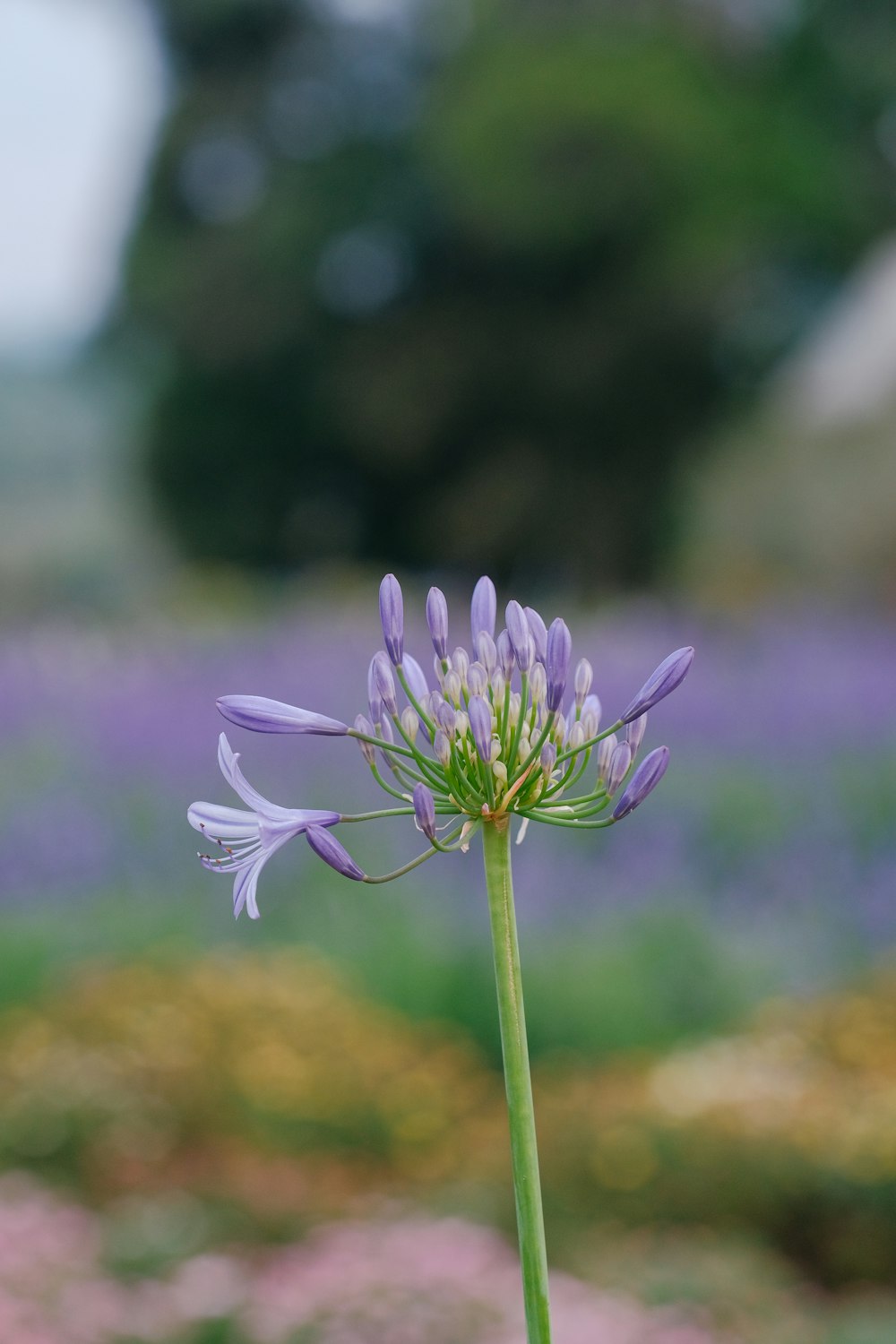 a purple flower is in a field of purple flowers