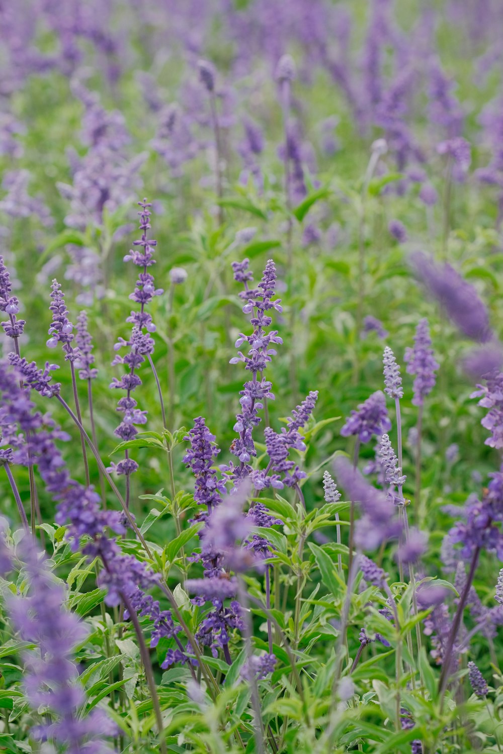 a field of purple flowers with green leaves