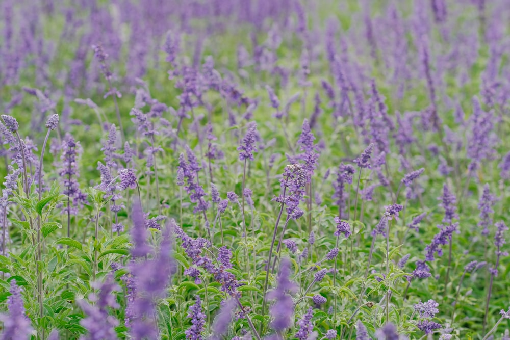 a field full of purple flowers and green grass