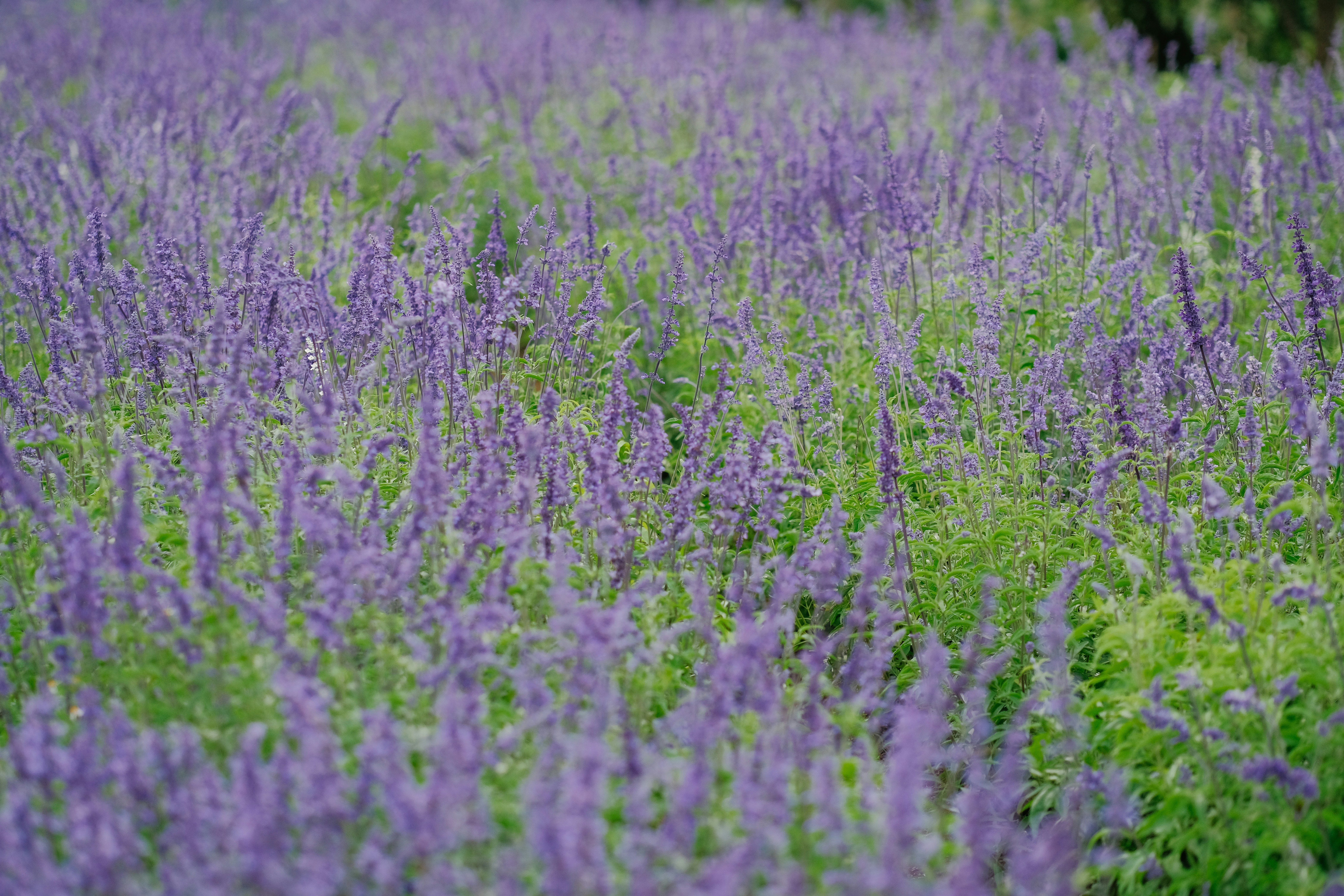 Photo by nguyentrungnguyen